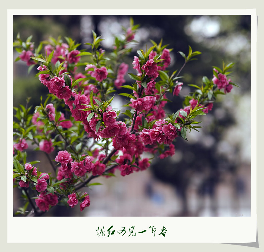 桃红又见一年春