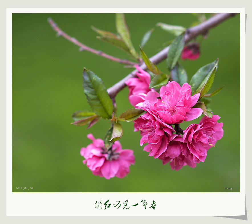 桃红又见一年春