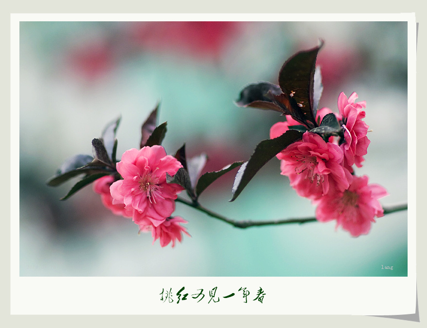 桃红又见一年春