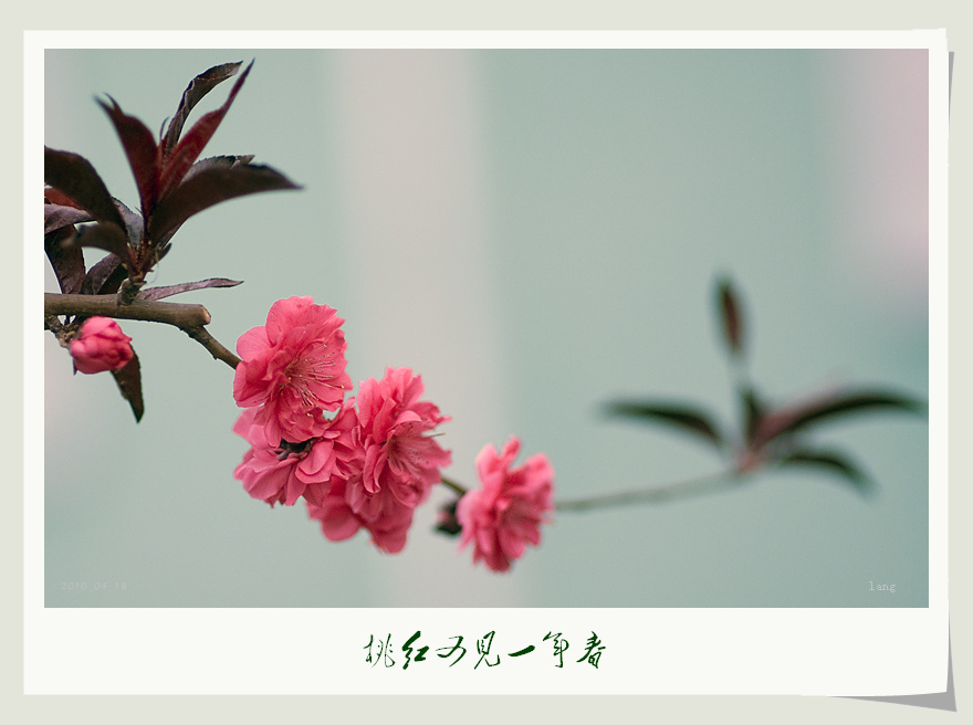 桃红又见一年春