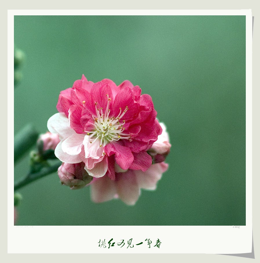 桃红又见一年春