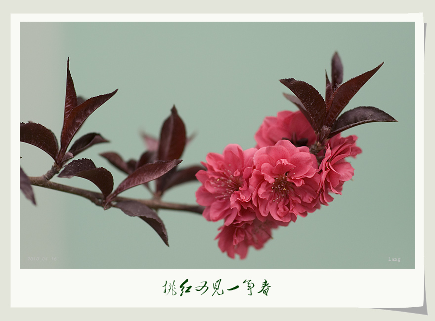 桃红又见一年春