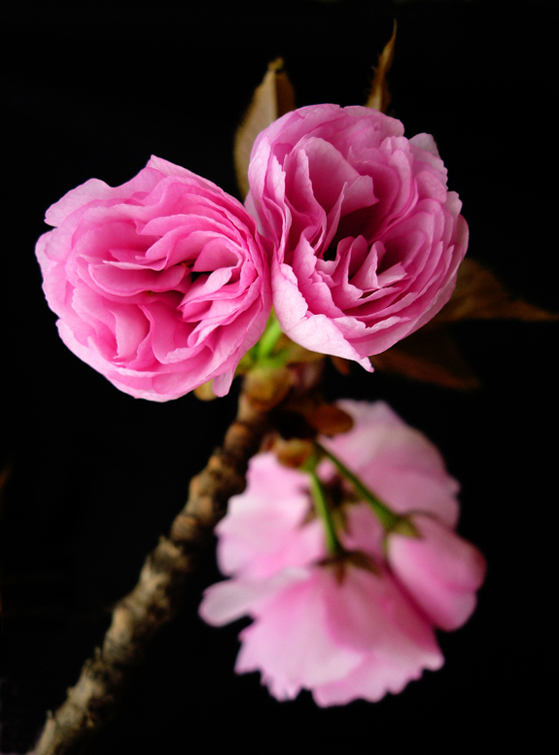 春天的花儿