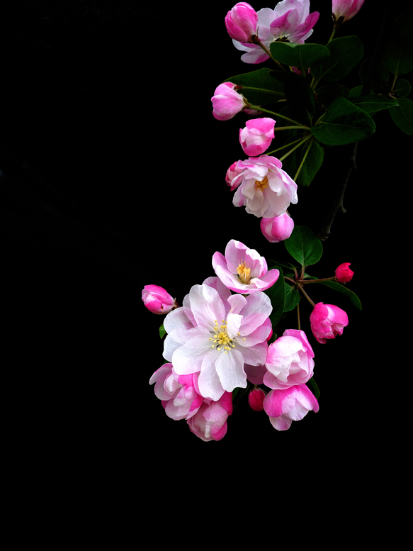 春天的花儿