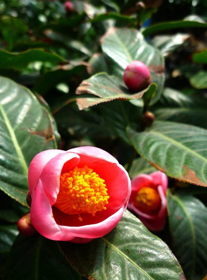 春天的花儿