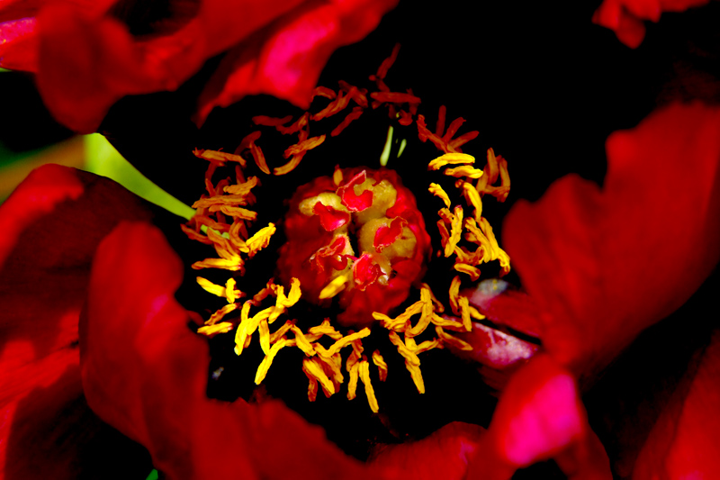 戚城花卉