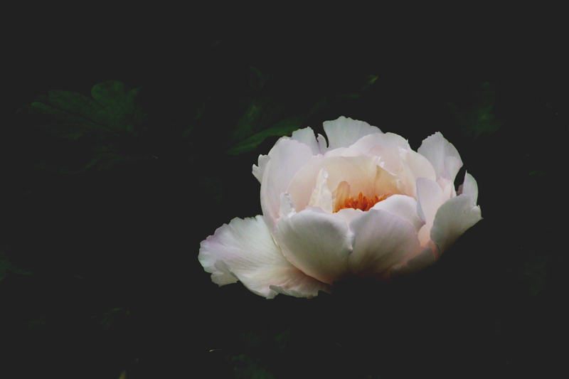 戚城花卉