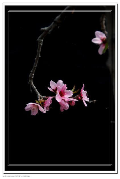 桃花