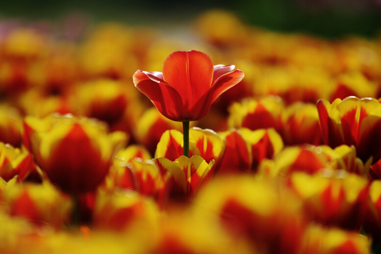 正值郁金香花开