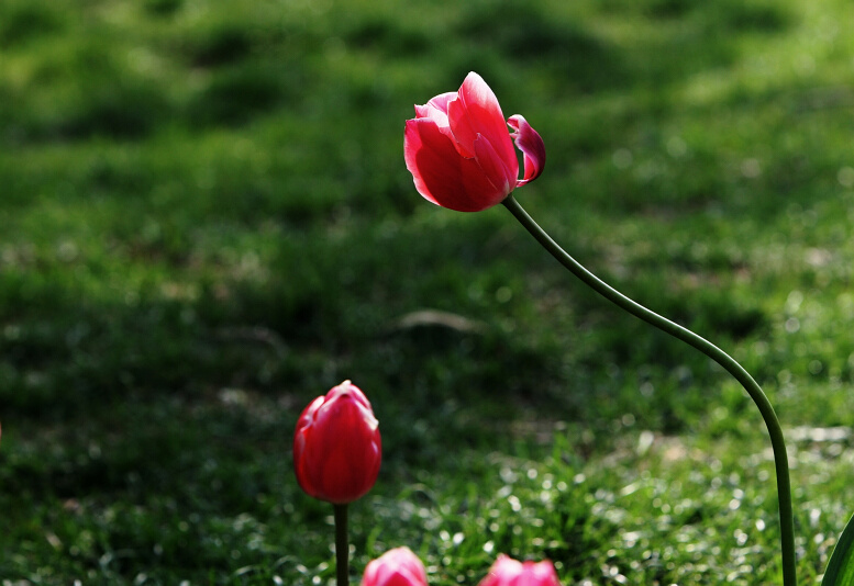正值郁金香花开