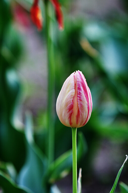 正值郁金香花开