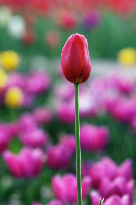 正值郁金香花开