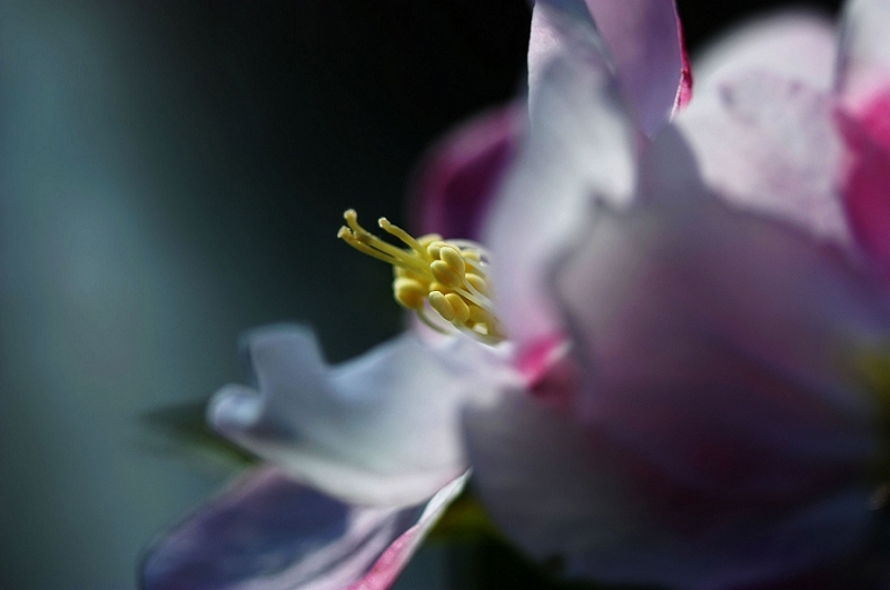 梨花一枝带春雨