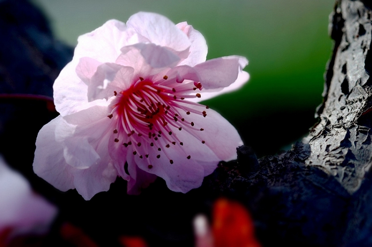梨花一枝带春雨