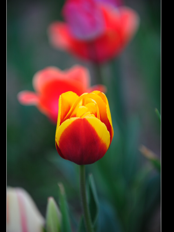 正值郁金香花开