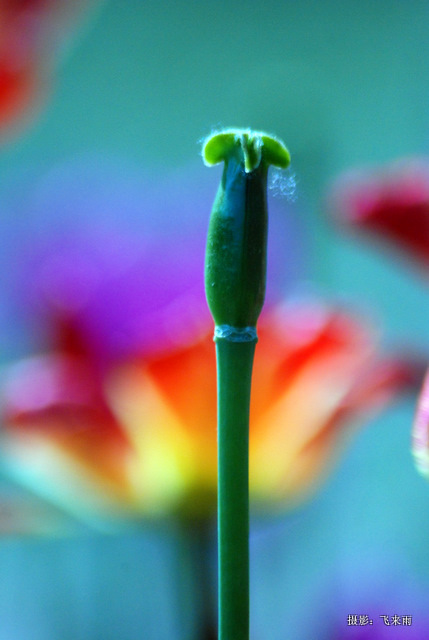 戚城花争胜