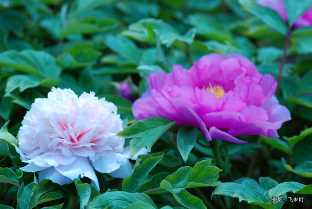 戚城花争胜