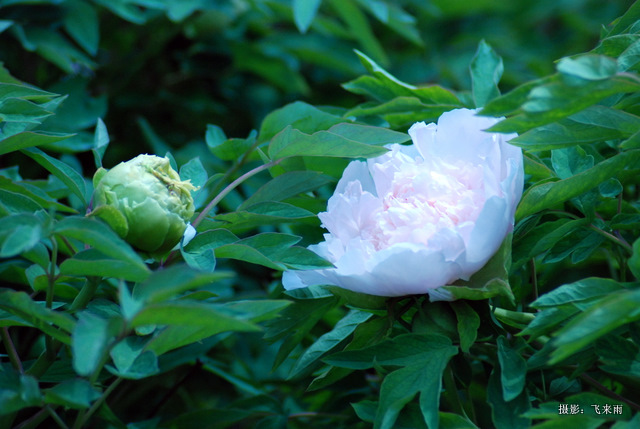 戚城花争胜