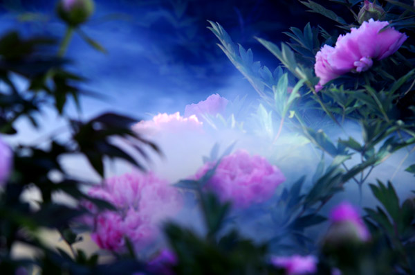 -花的魅力----牡丹仙子