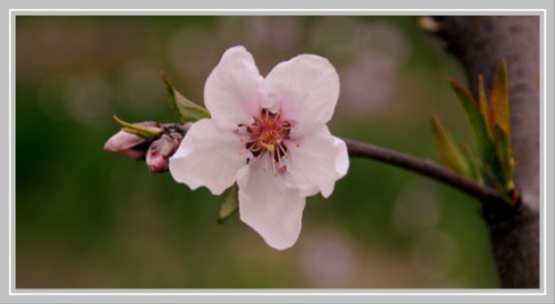 桃花