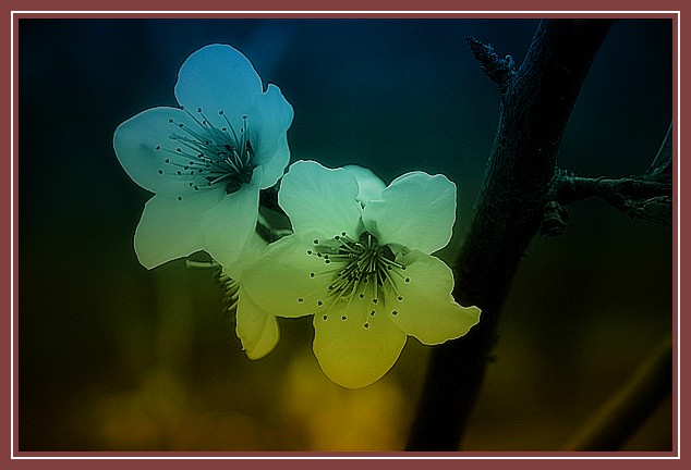 桃花
