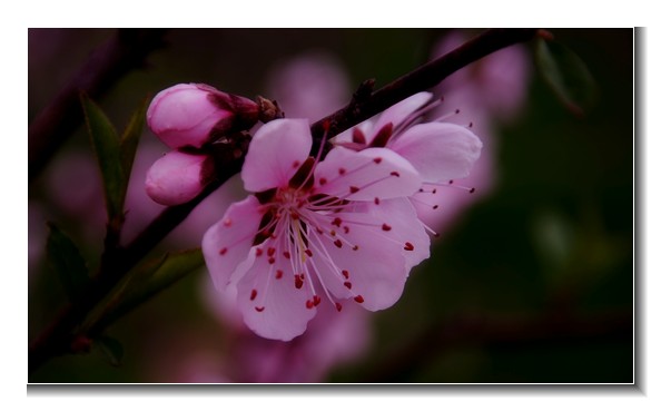 桃花