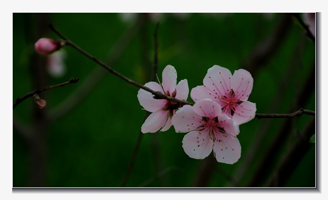桃花