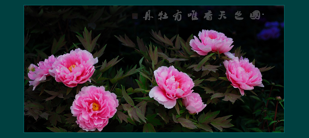 你把美丽带给人间！（为牡丹而感动）