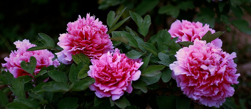 曹州牡丹花正艳