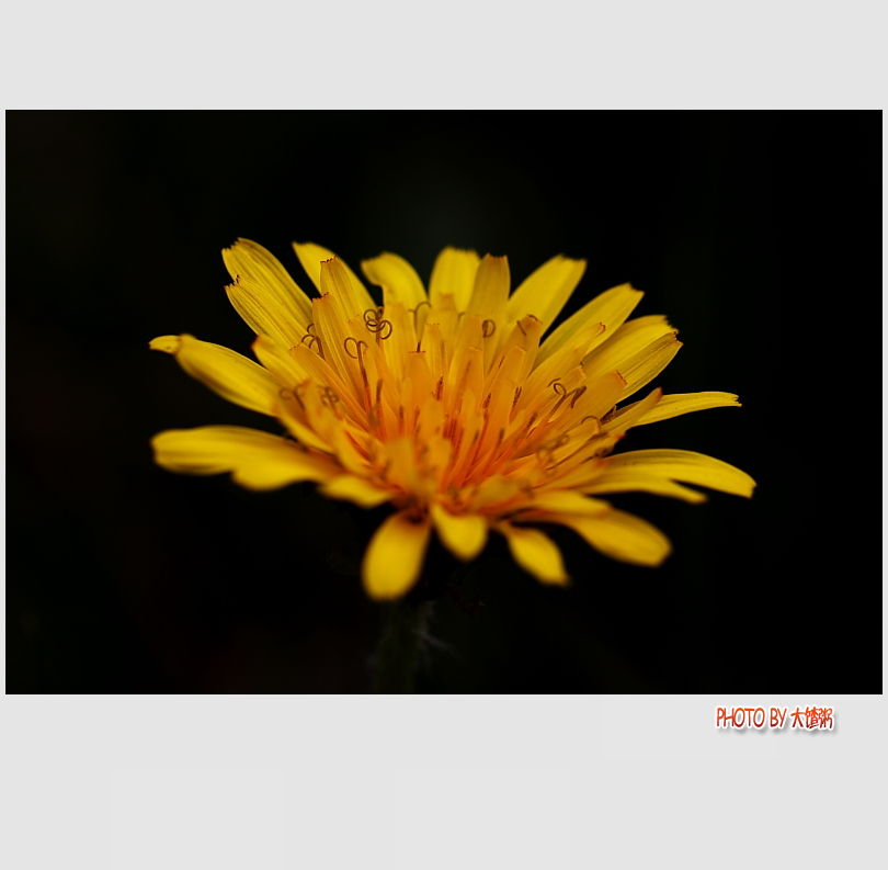 野菊花