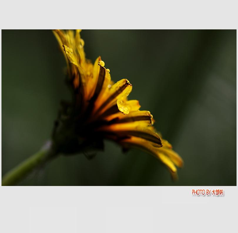 野菊花