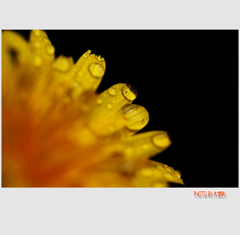 野菊花