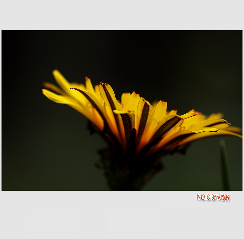 野菊花