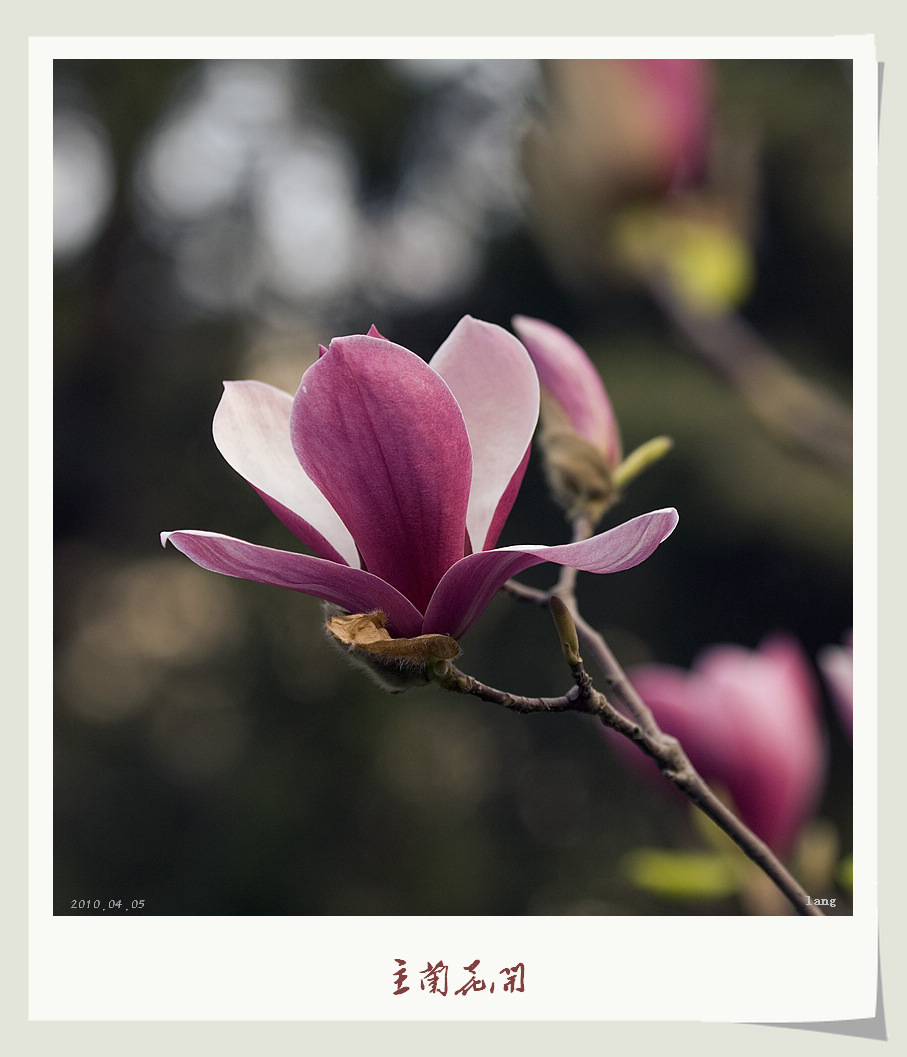 玉兰花开