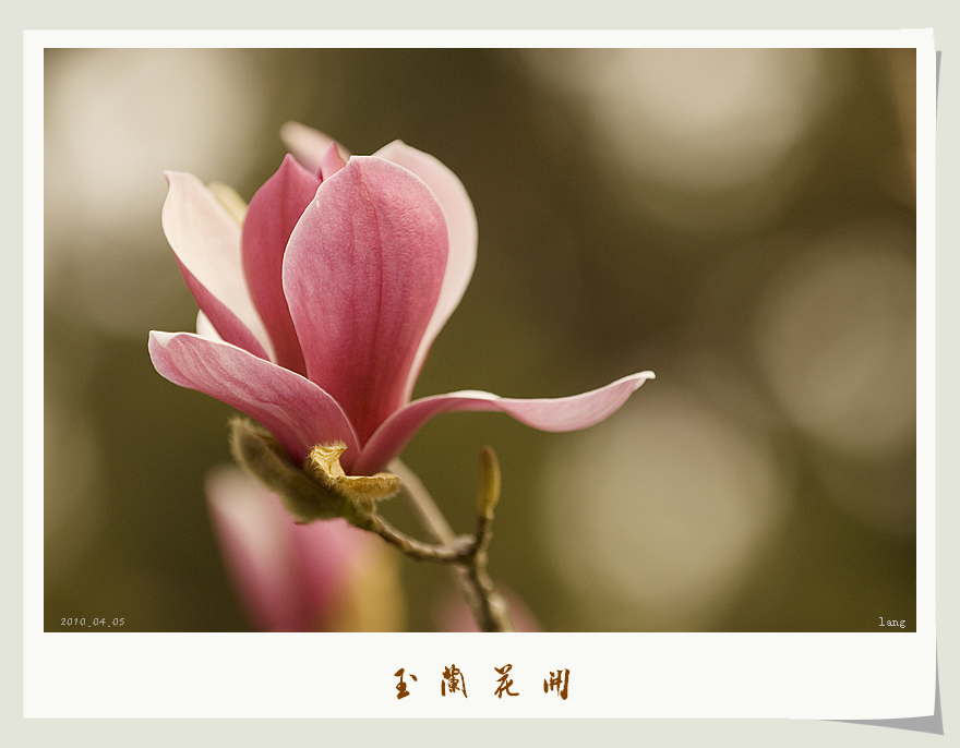 玉兰花开