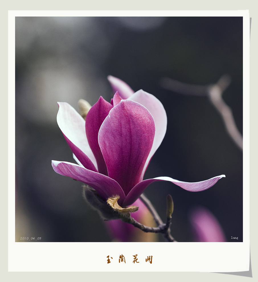玉兰花开