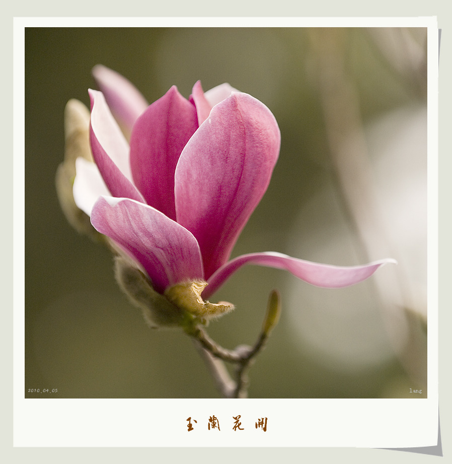 玉兰花开
