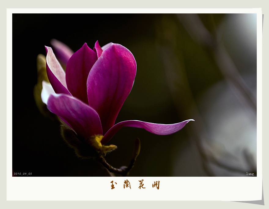 玉兰花开