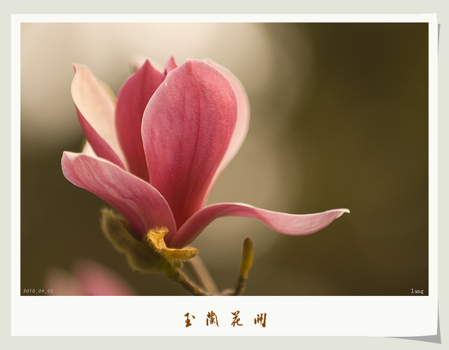 玉兰花开