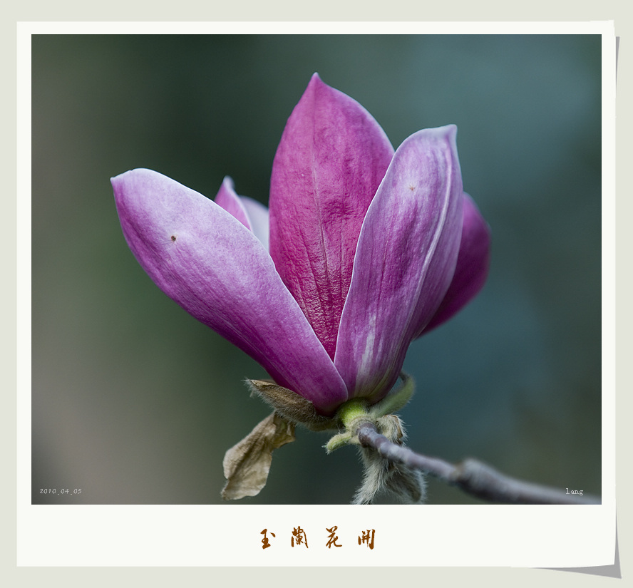 玉兰花开