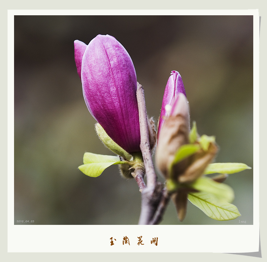 玉兰花开