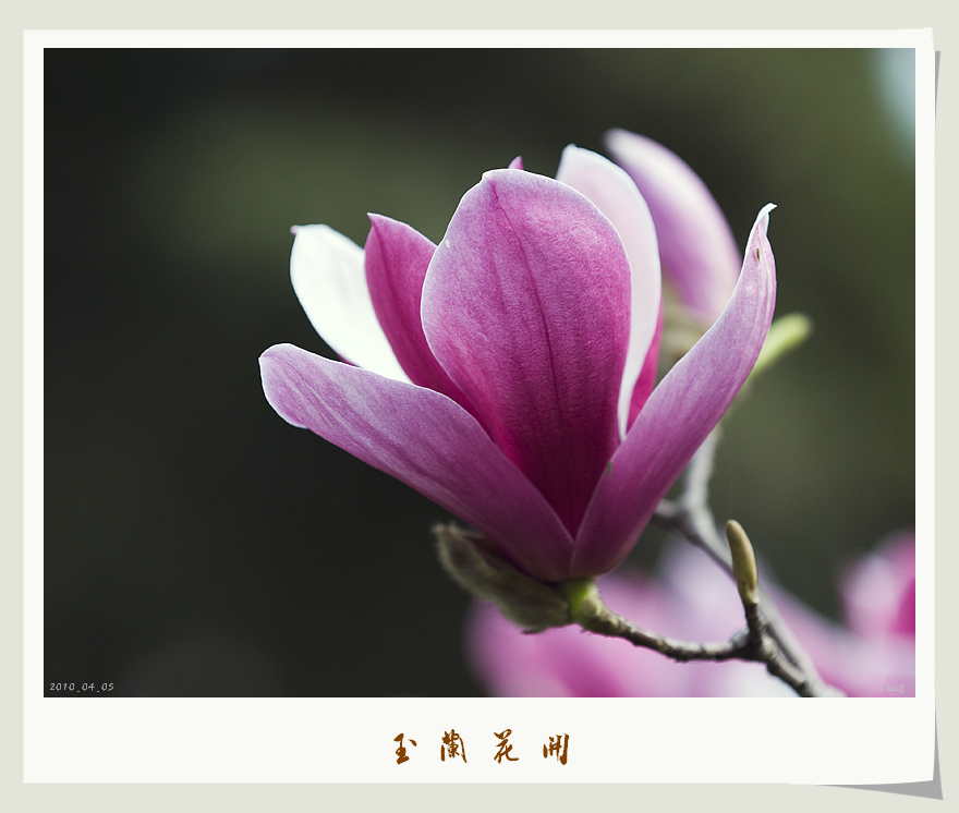 玉兰花开