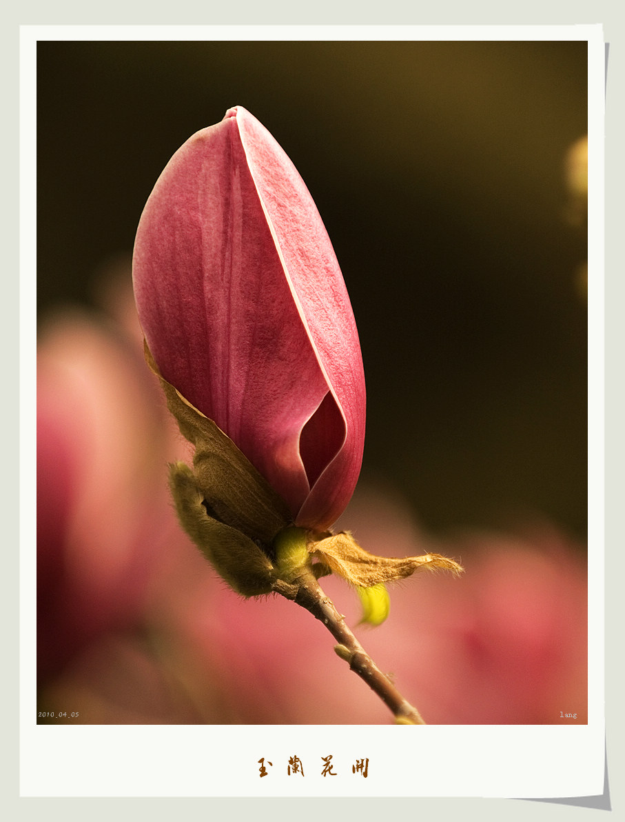 玉兰花开