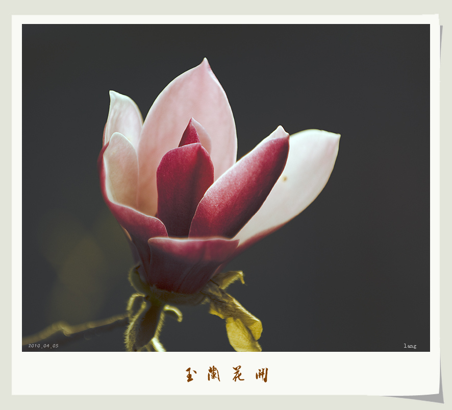 玉兰花开