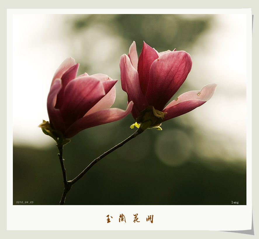 玉兰花开