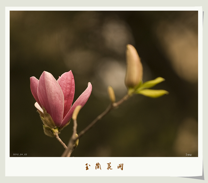 玉兰花开