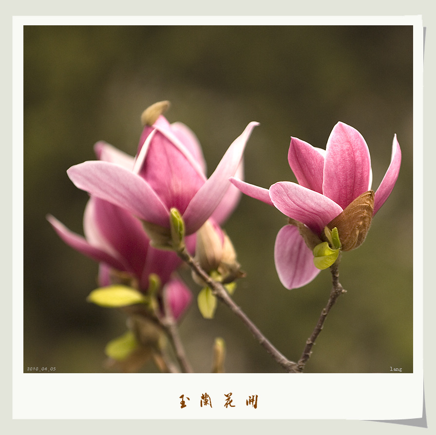 玉兰花开
