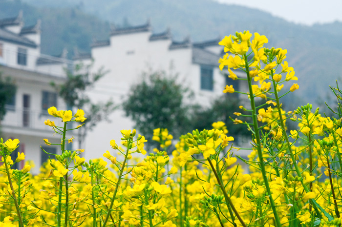 “春天的记忆”摄影比赛投稿专帖