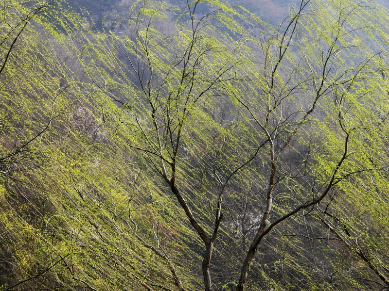 春柳报春