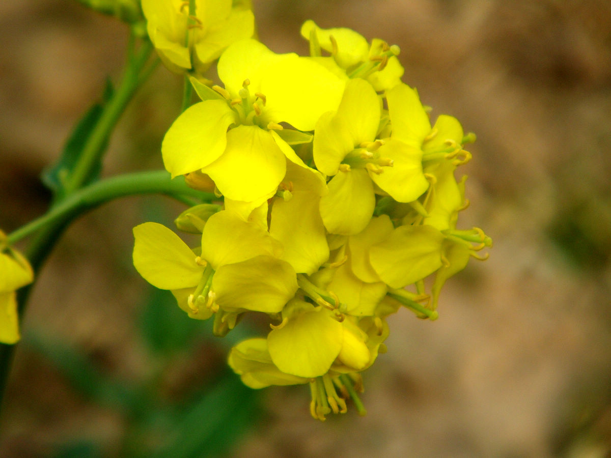 油菜花开